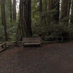 Giant Redwood Forest Path
