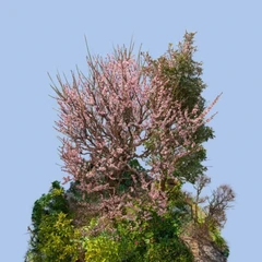 Japanese plum blossoms