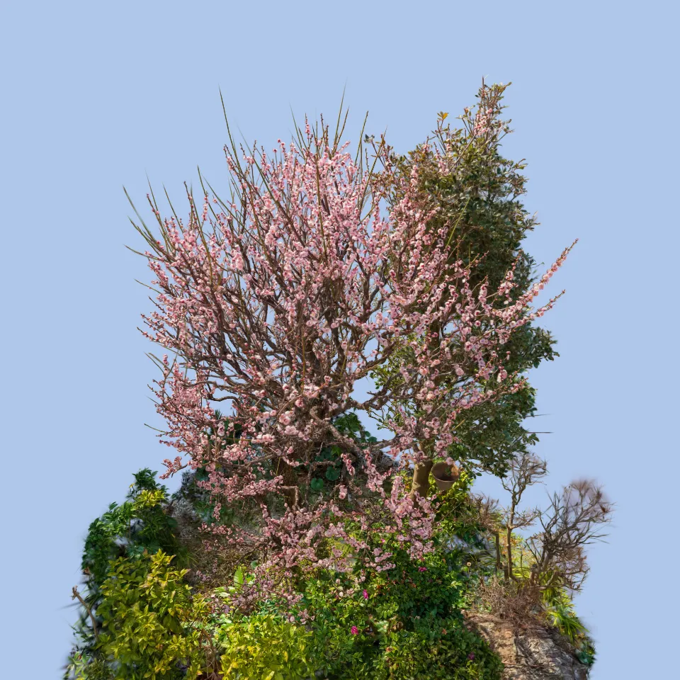 Japanese plum blossoms