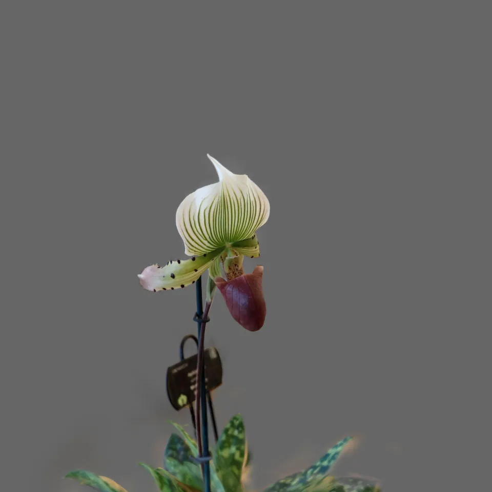 Orchid Tartu Botanical Garden