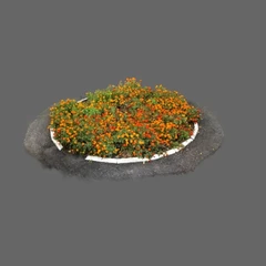 Tagetes