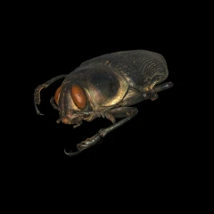 Euchroma giganteum