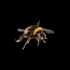 Bumblebee