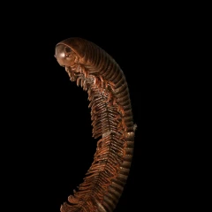 millipede spec.