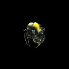 Bumble Bee (Bombus terrestris)