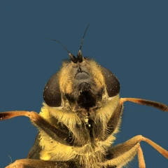 HoverFly (Syrphidae) macroscan