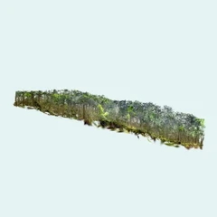 Shirakoma Pond's Moss Forest