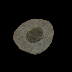 Trilobite - POP4