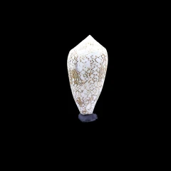 Leopard cone shell