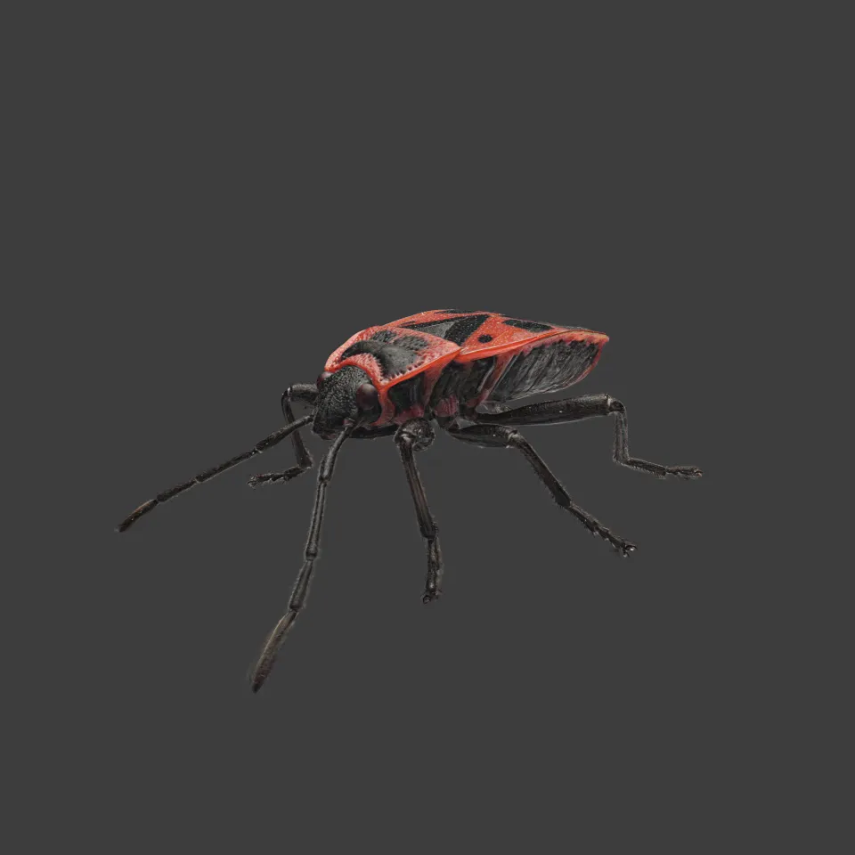Red Bug