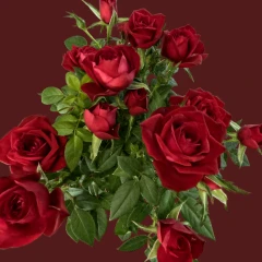 Roses in a pot