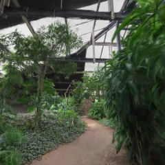 Jungle Greenhouse
