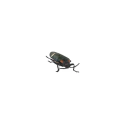 Megaloxantha Bicolor Gigantea
