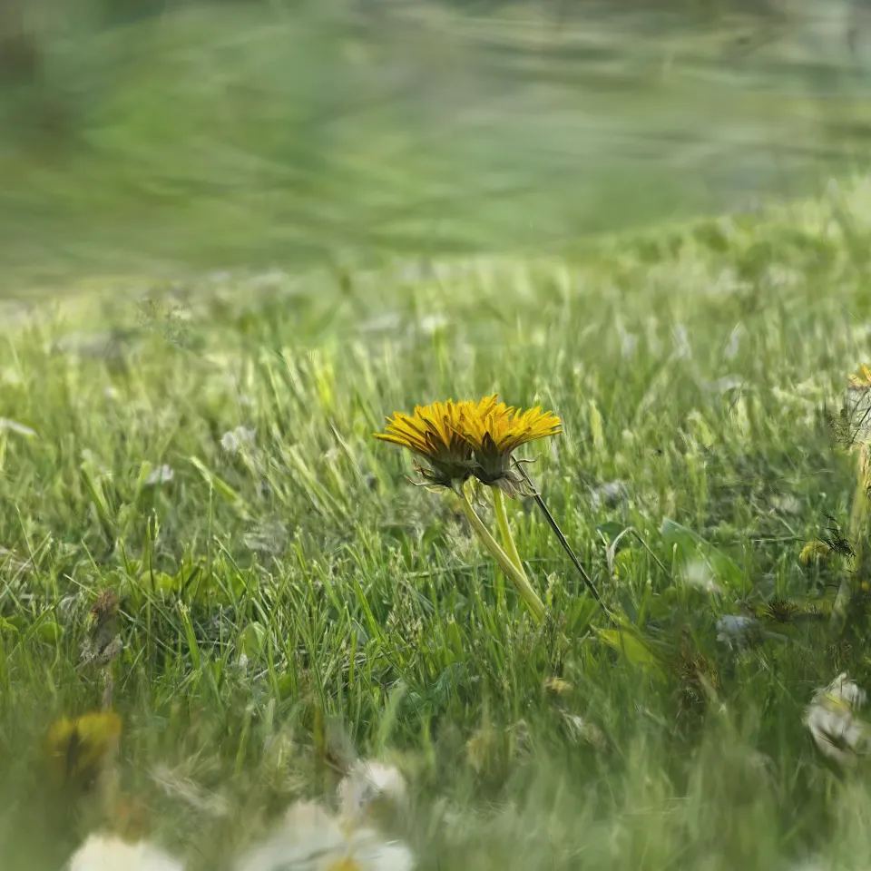 Dandelion in Situ