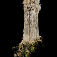 The obligatory tree stump