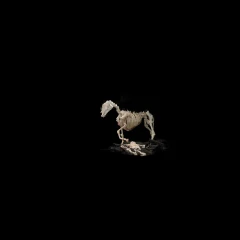 Knitted Horse Skeleton