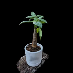 Money Tree (Pachira