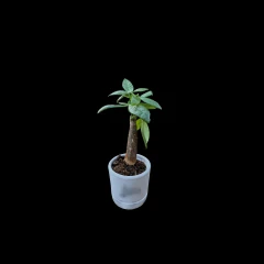 Money Tree (Pachira)