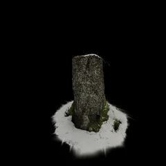 Stump_fungi