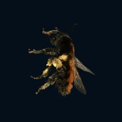Mining bee macroscan - (8 million splats)