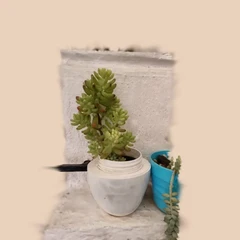 Sedum pachyphyllum (Plant)