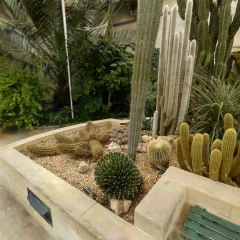 Cactus Garden