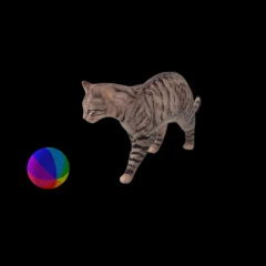 Cat chase
