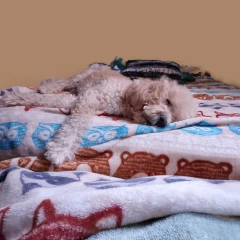 Sam (Doggo 🐾🐶)