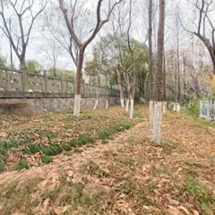 aholo1230上午植物
