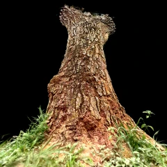 Avocado Tree Stem