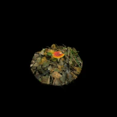The Toxic Beauty: Amanita Muscaria mushroom