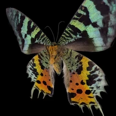 Chrysiridia Rhipheus
