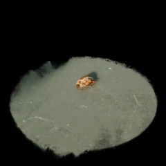 Buggo