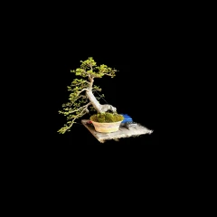 Bonsai Tree