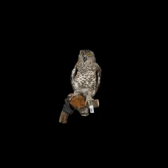 Powerful Owl