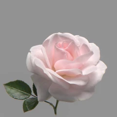 Rose Flower