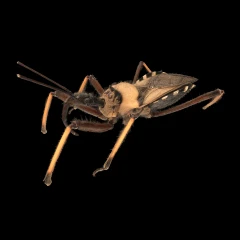 Rhynocoris spec.