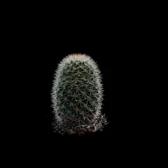 Cactus 1