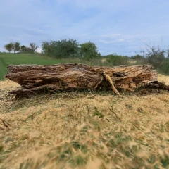 Rotting old log 2