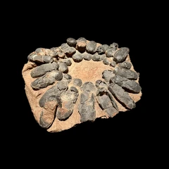 Theropod Nest with Eggs