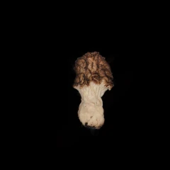 False or real morel ?