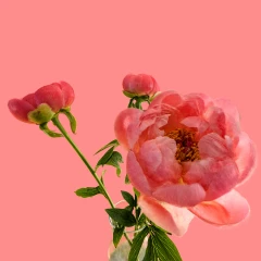 Pink Peonies