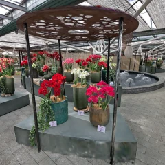 Amaryllis_collection_Keukenhof2026