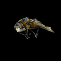 Phasia Hemiptera