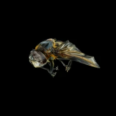 Phasia Hemiptera
