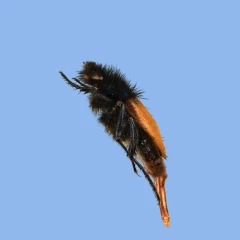 bumblebee beetle (Eulasia Pulchra)