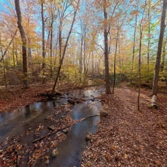 Creek in Autumn 