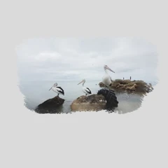 ImageGS - Pelicans