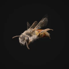 Bee (High Detail, 677,242 Splats)