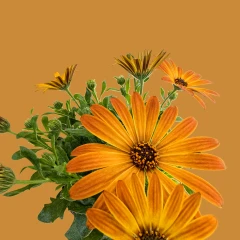 Orange Cape Daisy